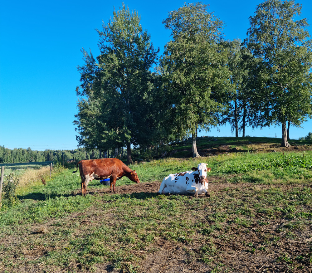 Countryside