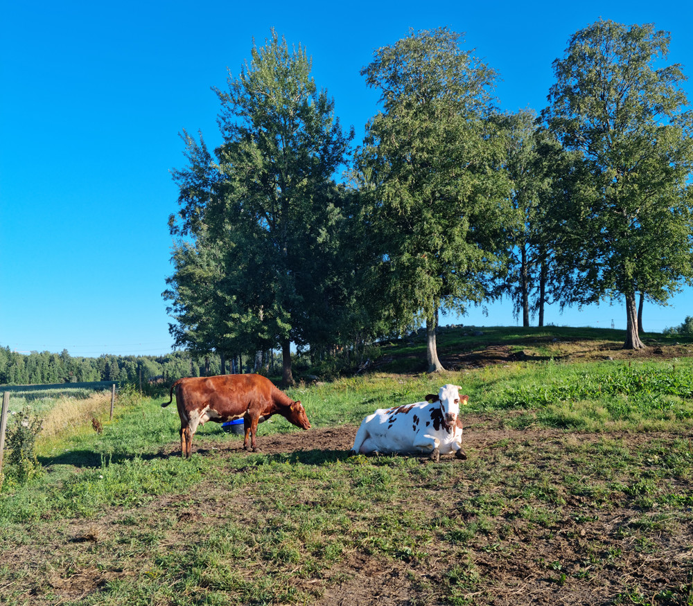 Maalaisromanttinen